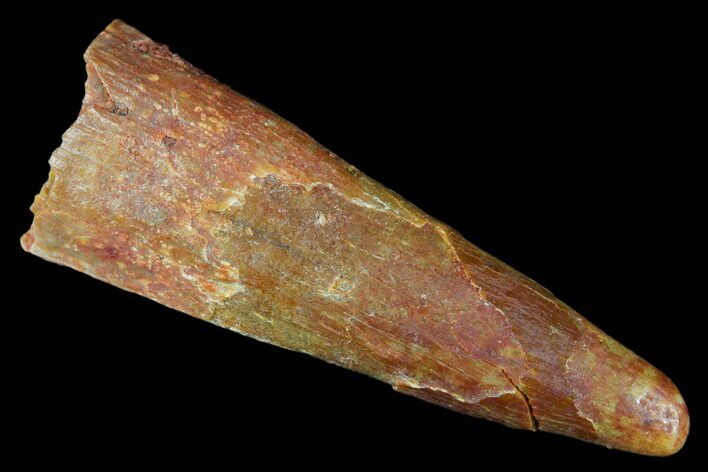 Fossil Pterosaur (Siroccopteryx) Tooth - Morocco #178506